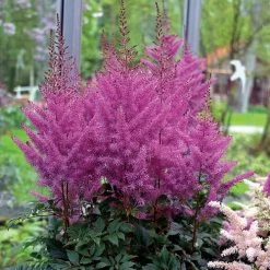 Astilbe 'Nemo'