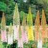 Ruiter's Hybrid Foxtail Lily Mix Bulbs -Botanical Bliss 35617 pk 3