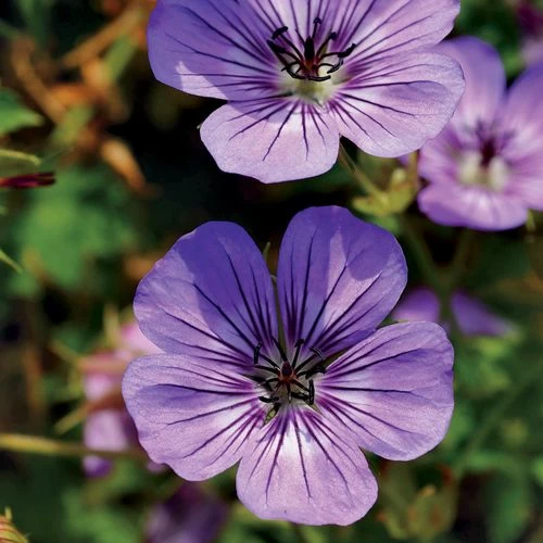 Geranium 'Havana Blues' 3 Geranium 'Havana Blues'