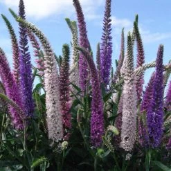 Veronica 'Atomic Ray Mix' Speedwell