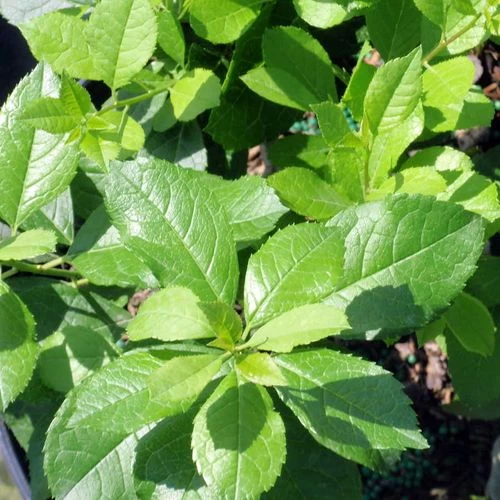 Ilex Mr Poppins® Holly 3 Ilex Mr Poppins® Holly