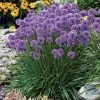 Allium 'Millenium' -Botanical Bliss 35992