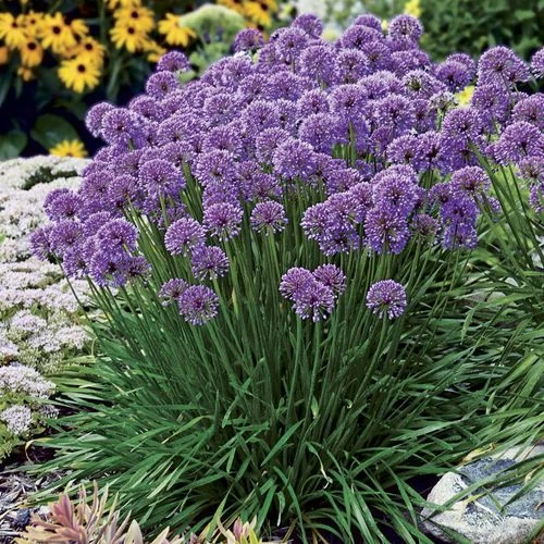 Allium 'Millenium' 3 Allium 'Millenium'