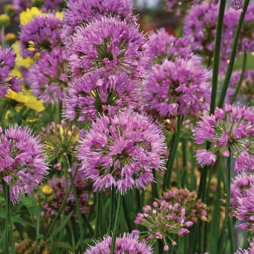 Allium 'Millenium' 4 Allium 'Millenium' - Image 2