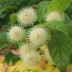 Cephalanthus Sugar Shack® Dwarf Buttonbush -Botanical Bliss 36050 2