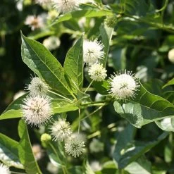 Cephalanthus Sugar Shack® Dwarf Buttonbush -Botanical Bliss 36050 4