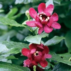 Calycanthus 'Aphrodite' Sweetshrub -Botanical Bliss 36051 2