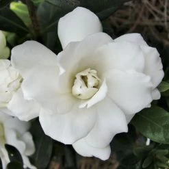 'Double Mint' Gardenia