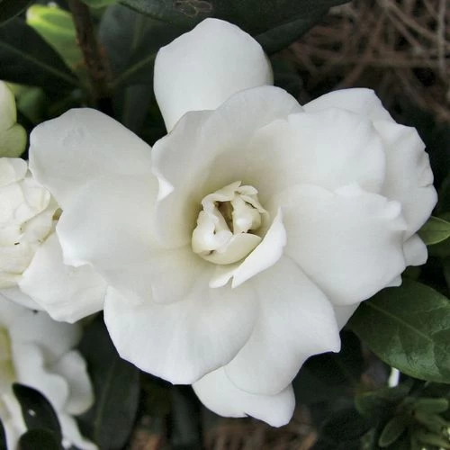 'Double Mint' Gardenia 3 'Double Mint' Gardenia