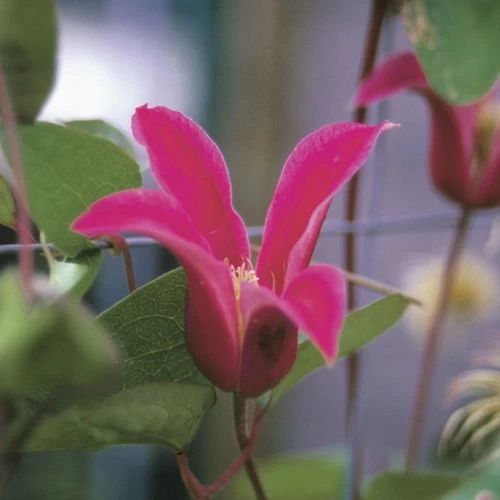 Princess Diana Clematis 4 Princess Diana Clematis - Image 2