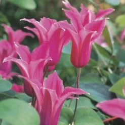 Princess Diana Clematis 8 Princess Diana Clematis -Botanical Bliss 36290 2