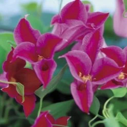 Princess Diana Clematis 9 Princess Diana Clematis -Botanical Bliss 36290 3