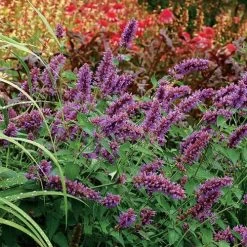 'Blue Boa' Hummingbird Mint