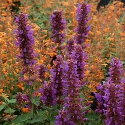 'Blue Boa' Hummingbird Mint -Botanical Bliss 36310 2