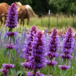 'Blue Boa' Hummingbird Mint -Botanical Bliss 36310 3
