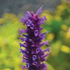 'Blue Boa' Hummingbird Mint -Botanical Bliss 36310 4
