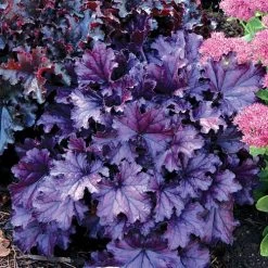 Heuchera Forever® Purple