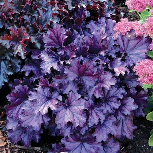 Heuchera Forever® Purple 3 Heuchera Forever® Purple