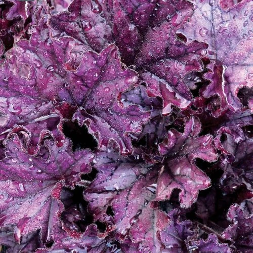 Heuchera Forever® Purple 4 Heuchera Forever® Purple - Image 2