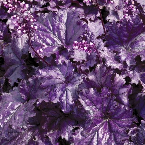 Heuchera Forever® Purple 5 Heuchera Forever® Purple - Image 3