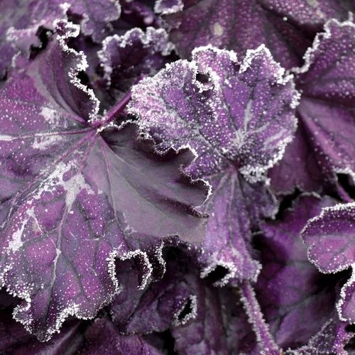 Heuchera Forever® Purple 6 Heuchera Forever® Purple - Image 4