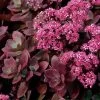 Sedum SunSparkler® 'Firecracker' Stonecrop 1 Sedum SunSparkler® 'Firecracker' Stonecrop -Botanical Bliss 36354