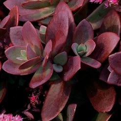 Sedum SunSparkler® 'Firecracker' Stonecrop -Botanical Bliss 36354 1
