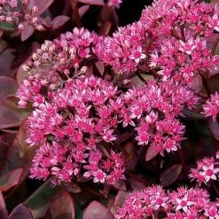 Sedum SunSparkler® 'Firecracker' Stonecrop -Botanical Bliss 36354 2