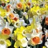 Citrus Splash Mix Daffodil Bulbs -Botanical Bliss 36377 pk 20