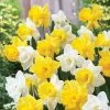 Welcoming Trumpets Mix Daffodil Bulbs -Botanical Bliss 36378 pk 10
