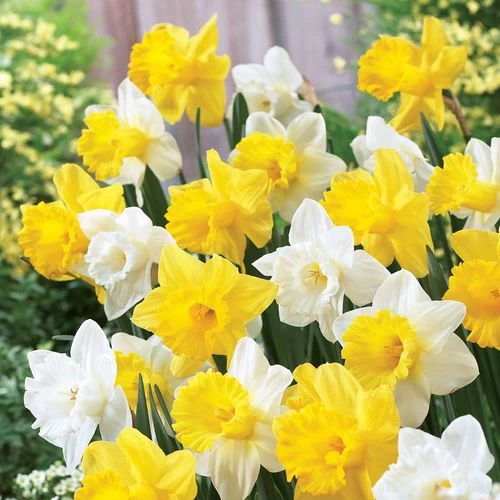 Welcoming Trumpets Mix Daffodil Bulbs 3 Welcoming Trumpets Mix Daffodil Bulbs