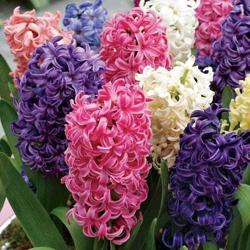 Pastel Perfection Hyacinth Mix Bulbs 3 Pastel Perfection Hyacinth Mix Bulbs