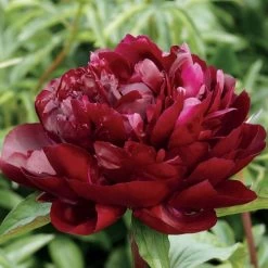 'Armani' Peony