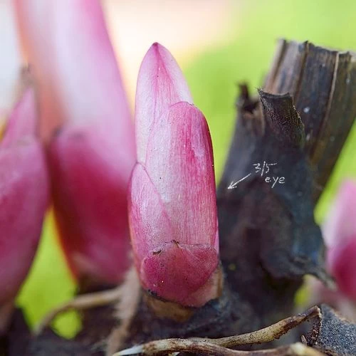 'Armani' Peony 5 'Armani' Peony - Image 3