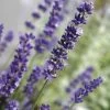 Lavandula Big Time Blue -Botanical Bliss 36419