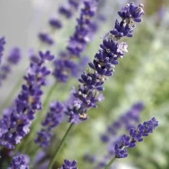 Lavandula Big Time Blue
