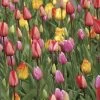 Marathon Mix Tulip Bulbs -Botanical Bliss 36456 pk 20