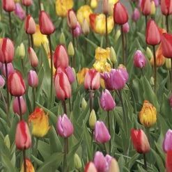 Marathon Mix Tulip Bulbs