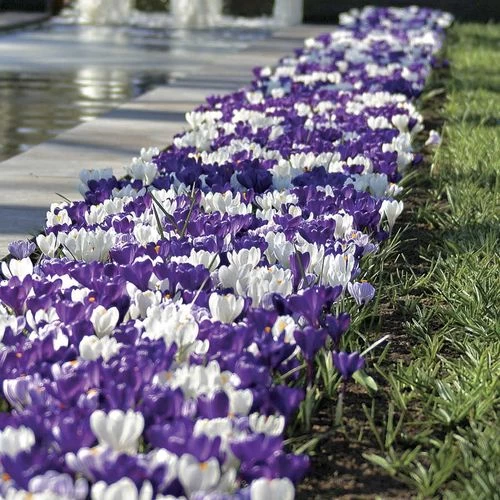 'Purple Fiction' Crocus Bulbs 3 'Purple Fiction' Crocus Bulbs