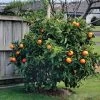 Citrus 'Washington' Navel Orange Tree 1 Citrus 'Washington' Navel Orange Tree -Botanical Bliss 36488