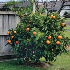 Citrus 'Washington' Navel Orange Tree -Botanical Bliss 36488 2