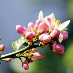 Citrus 'Meyer' Lemon Tree 8 Citrus 'Meyer' Lemon Tree -Botanical Bliss 36490 2