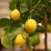 Citrus 'Eureka' Lemon Tree 2 Citrus 'Eureka' Lemon Tree -Botanical Bliss 36491