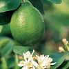 Citrus 'Bearss' Lime Tree