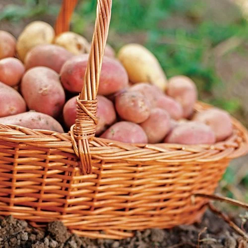 Sangre Potato - 2 Pound Bag 4 Sangre Potato - 2 Pound Bag - Image 2