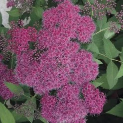 Double Play® Red Spiraea
