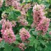 Hydrangea Gatsby Pink® Oakleaf Hydrangea -Botanical Bliss 36995