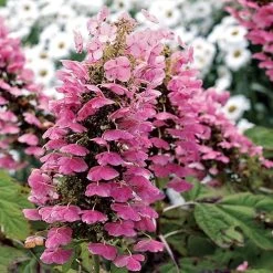 Hydrangea Gatsby Pink® Oakleaf Hydrangea -Botanical Bliss 36995 7