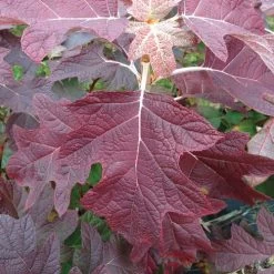 Hydrangea Gatsby Pink® Oakleaf Hydrangea -Botanical Bliss 36995 8