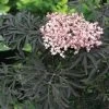 Sambucus Black Lace® 2 Sambucus Black Lace® -Botanical Bliss 36998